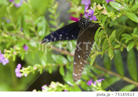 ツムラサキマダラが紫色の花の蜜を吸っています。 73185613