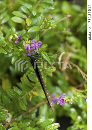 ツムラサキマダラが紫色の花の蜜を吸っています。 73185614