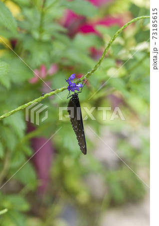 ツムラサキマダラが紫色の花の蜜を吸っています。 ツムラサキマダラが紫色の花の蜜を吸っています。 73185615