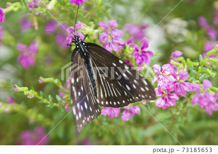 ツムラサキマダラがピンク色の花の蜜を吸っています。 73185653