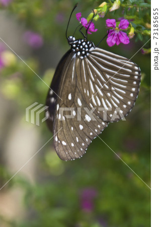 ツムラサキマダラがピンク色の花の蜜を吸っています。 73185655