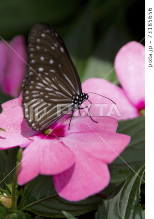 ツムラサキマダラがピンク色の花の蜜を吸っています。 73185656
