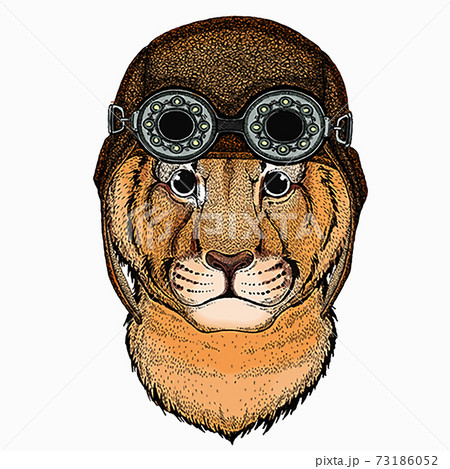 Vector portait of small baby lion head, face. Safari animal. Aviator motorcycle biker helmet with glasses 73186052