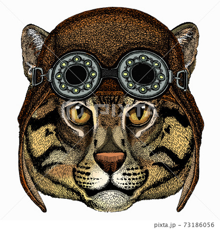 Wild fishing cat portrait. Animal face. Aviator motorcycle biker helmet with glasses Wild fishing cat portrait. Animal face. Aviator motorcycle biker helmet with glasses 73186056