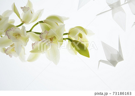 折鶴とデンファレ 73186163