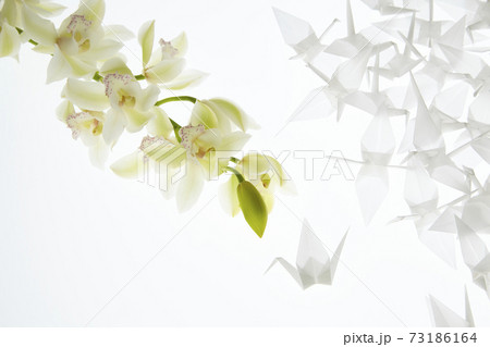 折鶴とデンファレ 折鶴とデンファレ 73186164