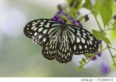 リュウキュウアサギマダラが紫色の花の蜜を吸っています。 73186453