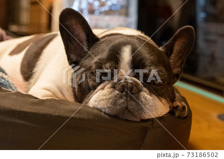 睡魔に襲われるフレンチブルドッグの老犬 睡魔に襲われるフレンチブルドッグの老犬 73186502