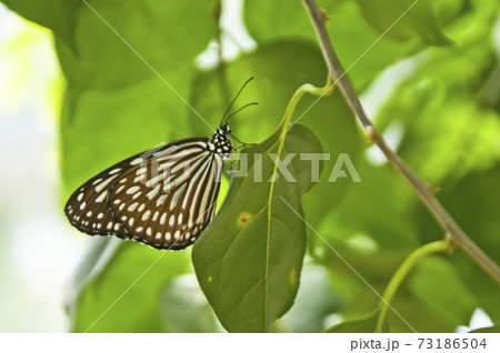 リュウキュウアサギマダラが葉に止まって休憩しているようです。 73186504