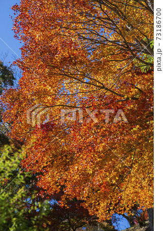 紅葉 奥多摩湖見はらしの丘 11月 紅葉 奥多摩湖見はらしの丘 11月 73186700