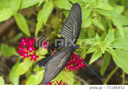 クロアゲハが赤い花の蜜を吸っています。花の名前はペンタスです。 クロアゲハが赤い花の蜜を吸っています。花の名前はペンタスです。 73186932