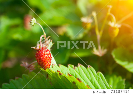 Red berries of strawberries on branches Red berries of strawberries on branches 73187414
