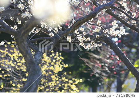 紅白の梅と黄色いロウバイ 73188048