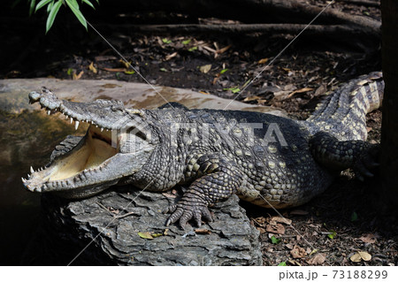 Close up head crocodile is show mouse in thailand. (focus eye) Close up head crocodile is show mouse in thailand. (focus eye) 73188299