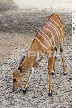 The Nyala baby is stay in garden at thailand The Nyala baby is stay in garden at thailand 73188300