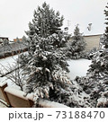 Fluffy pine covered with snow in a snowy field 73188470
