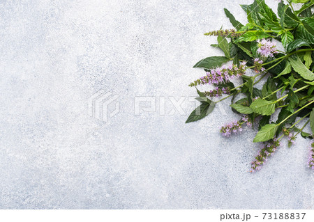 Fresh mint sprigs with leaves and flowers on a gray concrete background. Copy space. Fresh mint sprigs with leaves and flowers on a gray concrete background. Copy space. 73188837