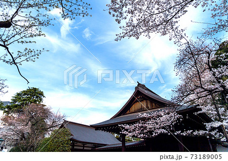 春の靖国神社・満開の桜 73189005