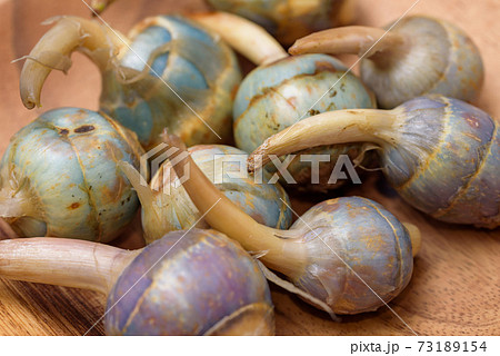 収穫したクワイの塊茎(生) 収穫したクワイの塊茎(生) 73189154