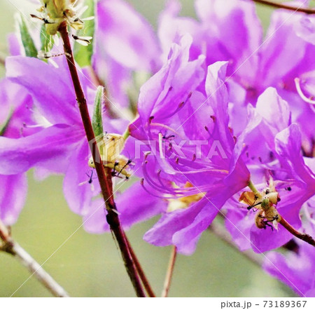 美しい花にはトゲがあるの写真素材