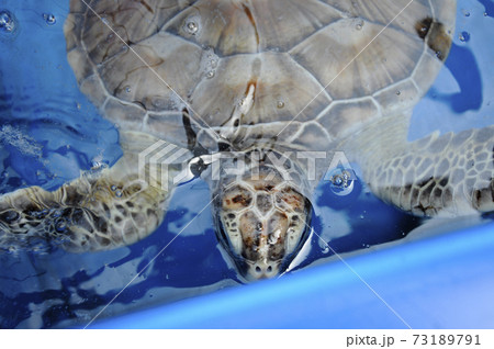 Baby of turtle  called Penyu Agar or scientific name Chelonia Mydas in the breeding aquarium. Baby turtle will be kept to the age of 2 years before being released into the sea. 73189791