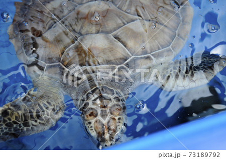 Baby of turtle  called Penyu Agar or scientific name Chelonia Mydas in the breeding aquarium. Baby turtle will be kept to the age of 2 years before being released into the sea. 73189792