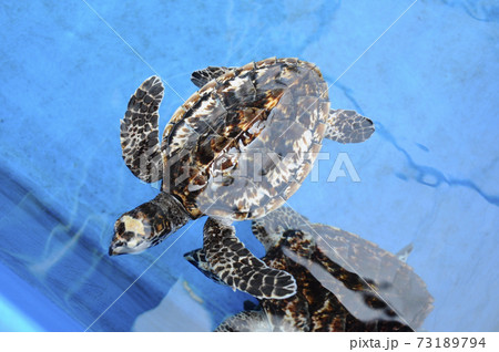 Baby of turtle called Penyu Agar or scientific name Chelonia Mydas in the breeding aquarium. Baby turtle will be kept to the age of 2 years before being released into the sea. Baby of turtle called Penyu Agar or scientific name Chelonia Mydas in the breeding aquarium. Baby turtle will be kept to the age of 2 years before being released into the sea. 73189794