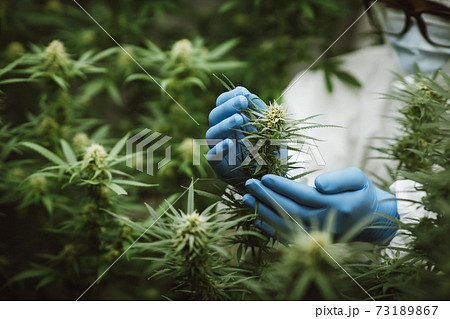 Researchers use hand to hold or examine cannabis plants in the greenhouse for medical research. Marijuana Sativa research concept. CBD oil, Herbal medicine 73189867