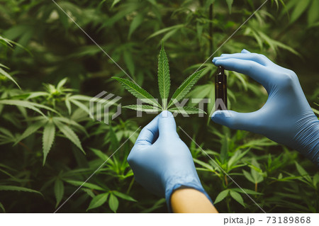 Researchers use hand to hold or examine cannabis plants in the greenhouse for medical research. Marijuana Sativa research concept. CBD oil, Herbal medicine 73189868