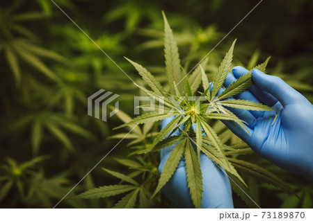 Researchers use hand to hold or examine cannabis plants in the greenhouse for medical research. Marijuana indica research concept. CBD oil, Herbal medicine Researchers use hand to hold or examine cannabis plants in the greenhouse for medical research. Marijuana indica research concept. CBD oil, Herbal medicine 73189870