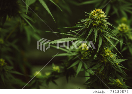 Flower bud of cannabis Satival in the greenhouse, marijuana flower bud background, herbal medicine Flower bud of cannabis Satival in the greenhouse, marijuana flower bud background, herbal medicine 73189872