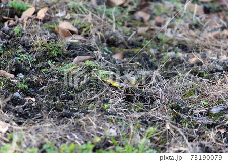 畑をちょこちょこ走り回るキセキレイ 73190079