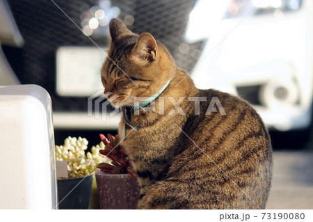 井戸蓋の上でウトウトするキジトラ 73190080