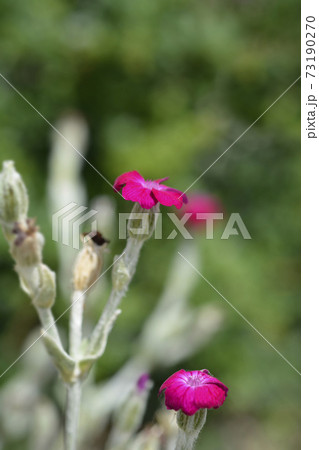 Rose campion 73190270