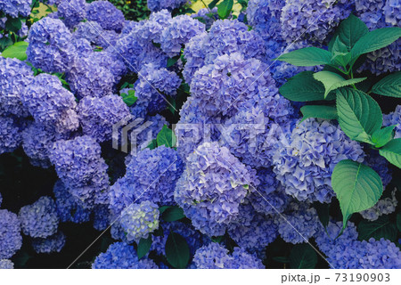 Hydrangea flowers in full bloom in the garden. Hydrangea flowers in full bloom in the garden. 73190903