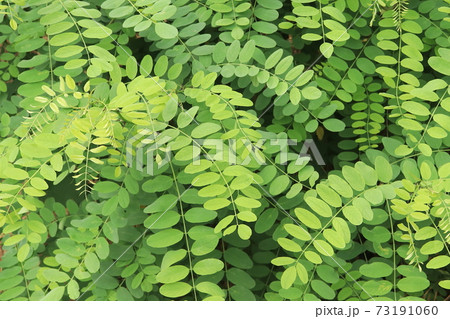 ニセアカシアの葉 73191060