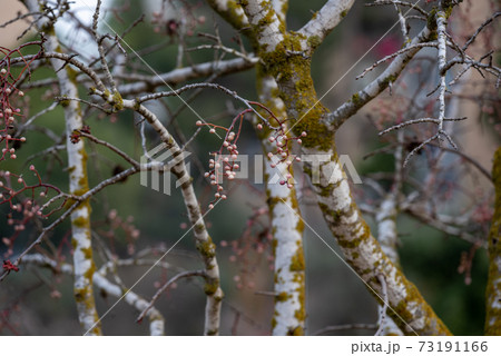 Melia fruit during the rain. Melia azedarach or chinaberry tree. 73191166