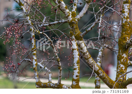 Melia fruit during the rain. Melia azedarach or chinaberry tree. 73191169