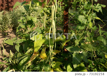 green beans is raw, harvested on wooden background. legumes, vegetarianism and gardening 73192258