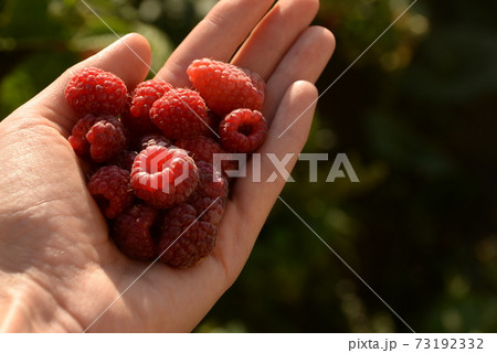 raspberries, red berries, in a plate on a dark wooden background raspberries, red berries, in a plate on a dark wooden background 73192332