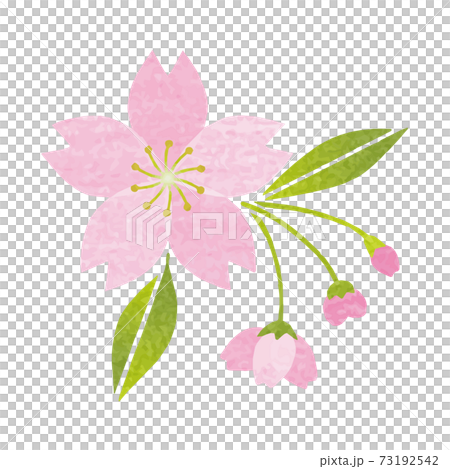 桜の花_つぼみ_葉っぱ_切り絵_和紙風のイラストのイラスト素材 [73192542] - PIXTA