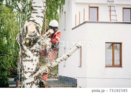Arborist cuts branches on a tree with a chainsaw, Arborist cuts branches on a tree with a chainsaw, 73192585