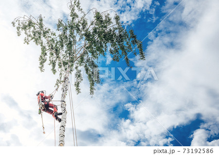 An arborist cuts branches on a tree with a chainsaw, An arborist cuts branches on a tree with a chainsaw, 73192586