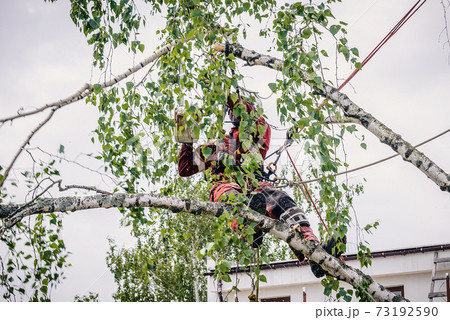 Arborist cuts branches on a tree with a chainsaw, Arborist cuts branches on a tree with a chainsaw, 73192590