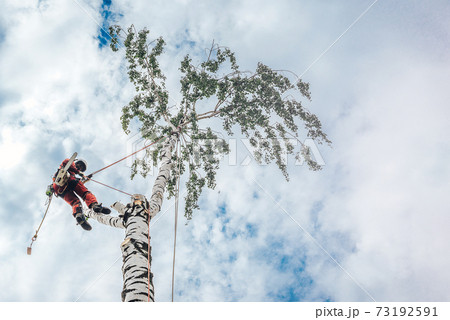 An arborist cuts branches on a tree with a chainsaw, An arborist cuts branches on a tree with a chainsaw, 73192591