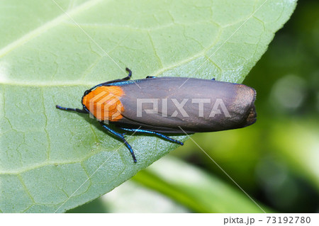 ヨツボシホソバ（オス） 73192780