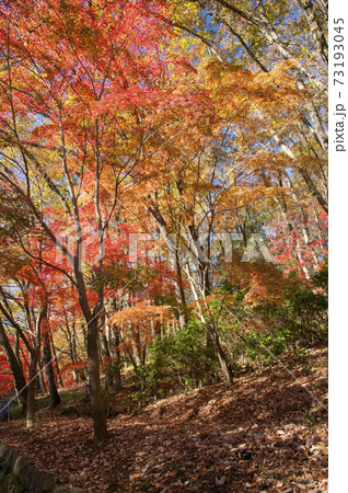 紅葉の狭山丘陵　色づくモミジ 73193045