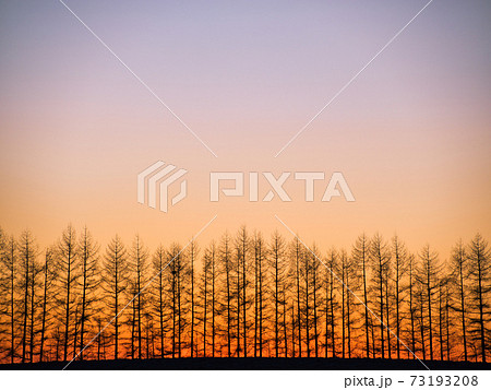 朝焼けと防風林 73193208