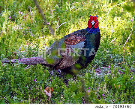 野原を歩くキジの雄のクローズアップ　顔の正面 73193366