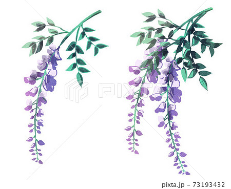 藤の花のイラスト素材 藤の花のイラスト素材